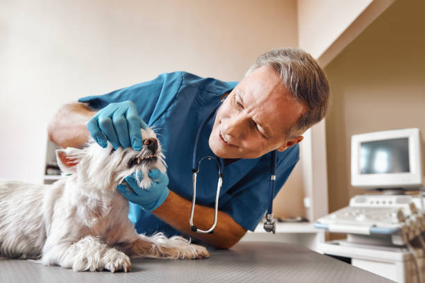 Best Emergency Broken Tooth Repair in Two Harbors, MN